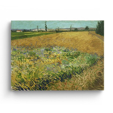 Cuadro "Campo de Trigo" de Vincent van Gogh