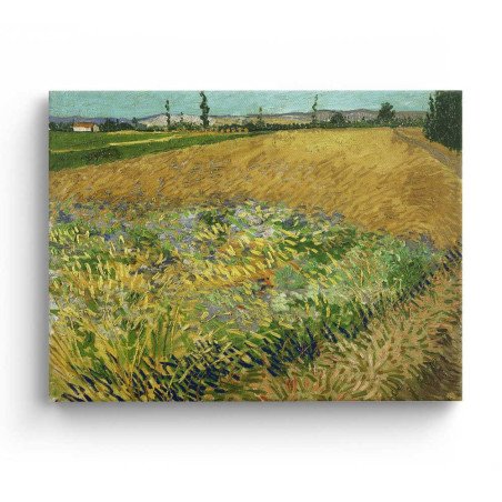 Cuadro "Campo de Trigo" de Vincent van Gogh